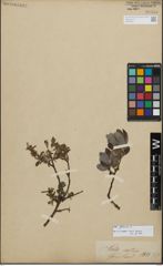 Foto von Salix glauca L.